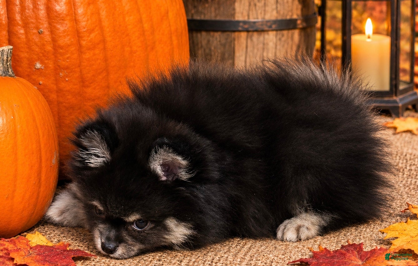 Pomeranian dogs for sale: Pomeranian 1 - Ad 2