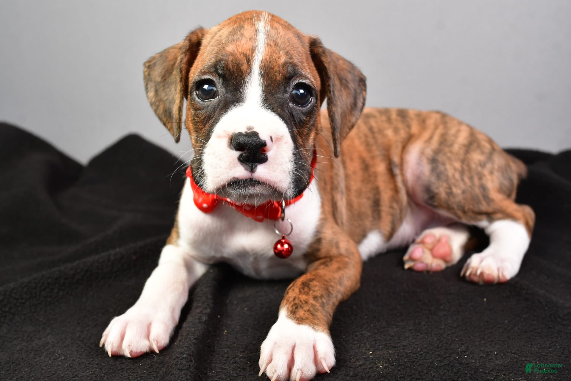 Cute Akc Boxer Puppies European Boxer Akc Boxer Breeders Brindle
