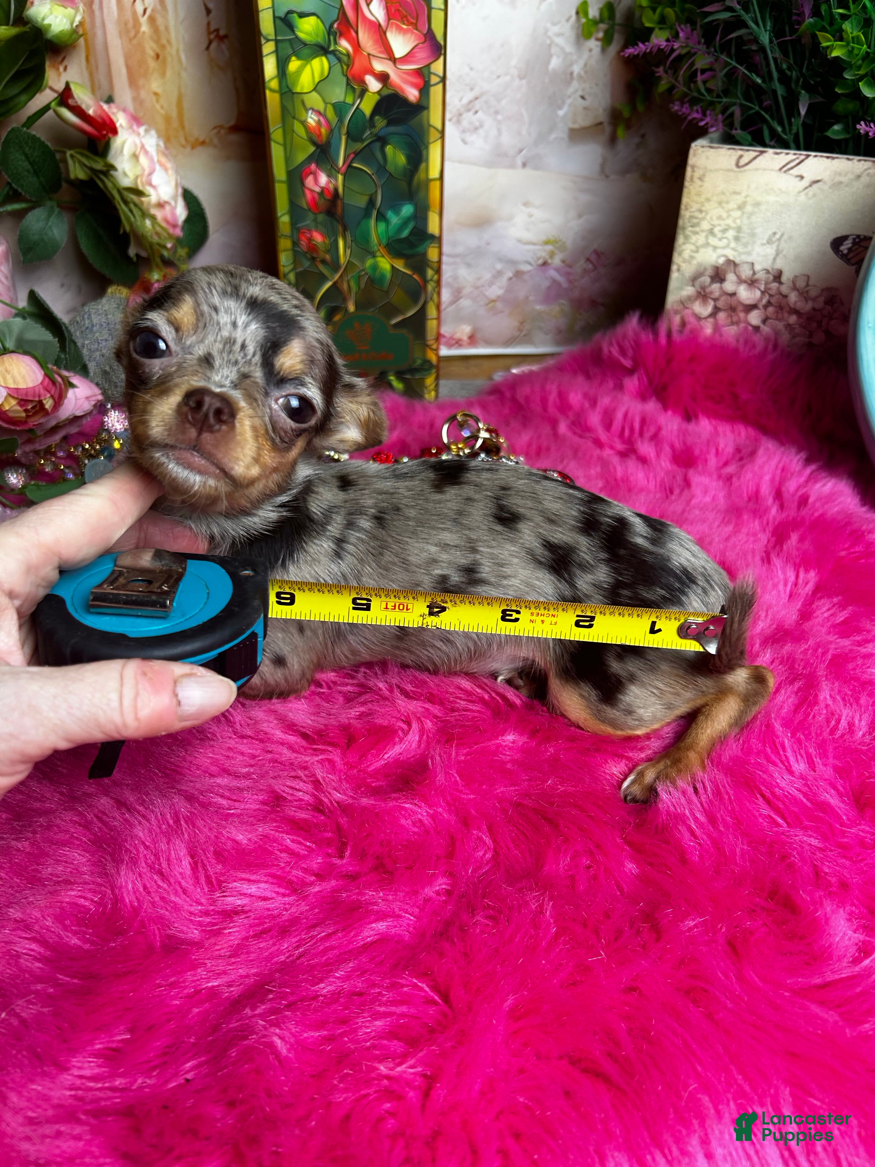 Chihuahua dogs CUPCAKE  - Ad 1