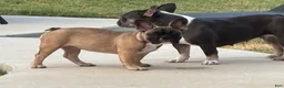 French Bulldog dogs for sale: French Bulldog 2 - Ad 2