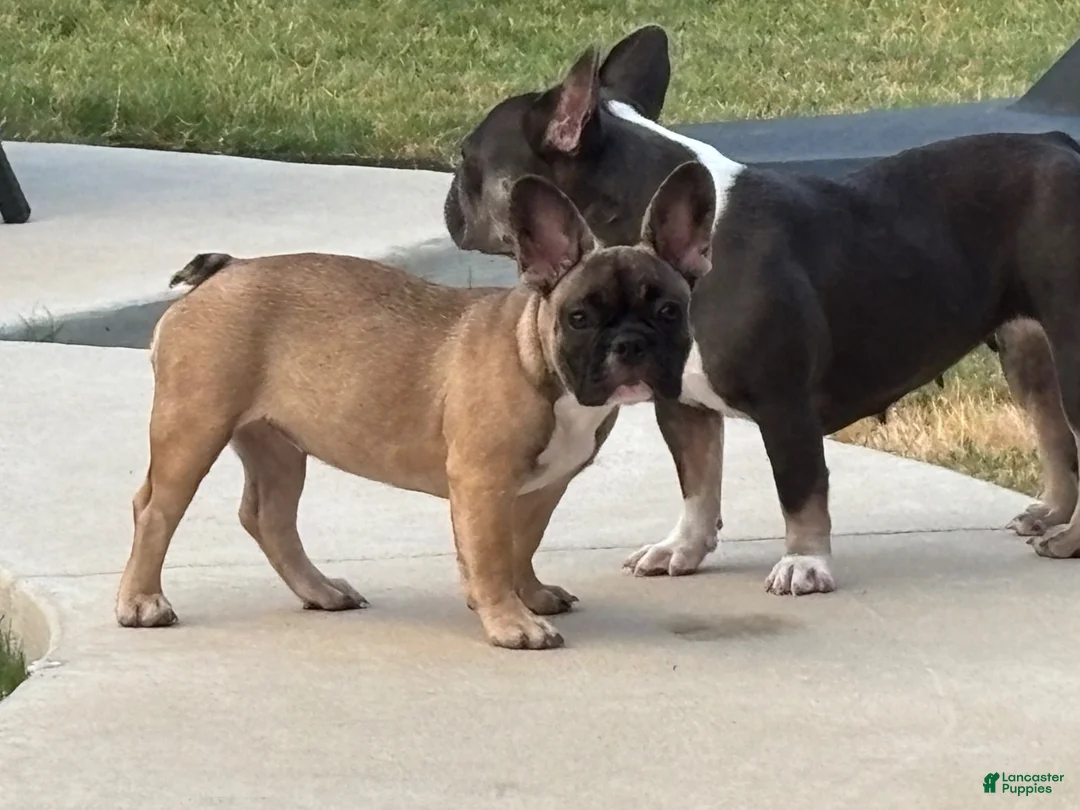 French Bulldog dogs for sale: French Bulldog 2 - Ad 2