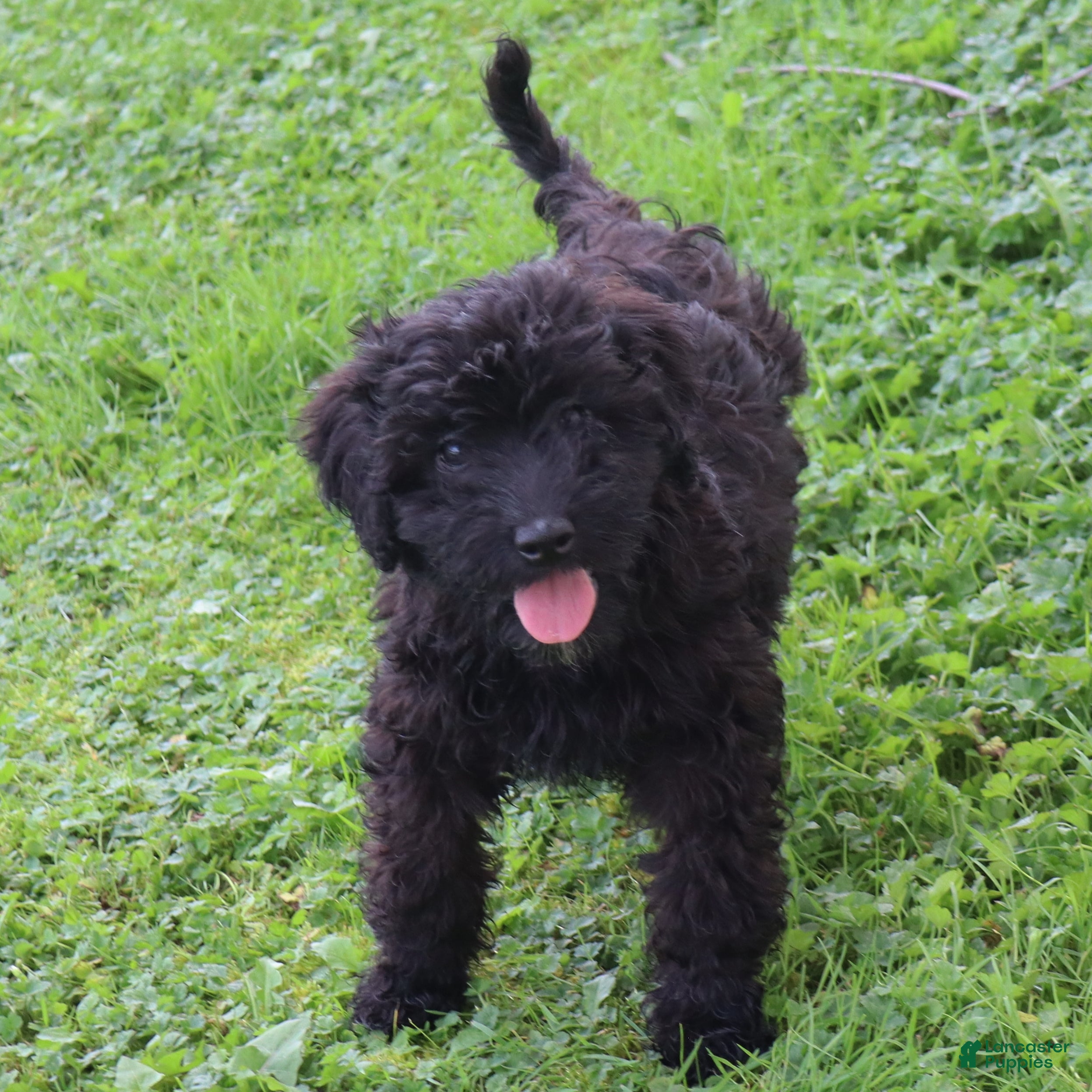 Mini Goldendoodle dogs Finley - Ad 1