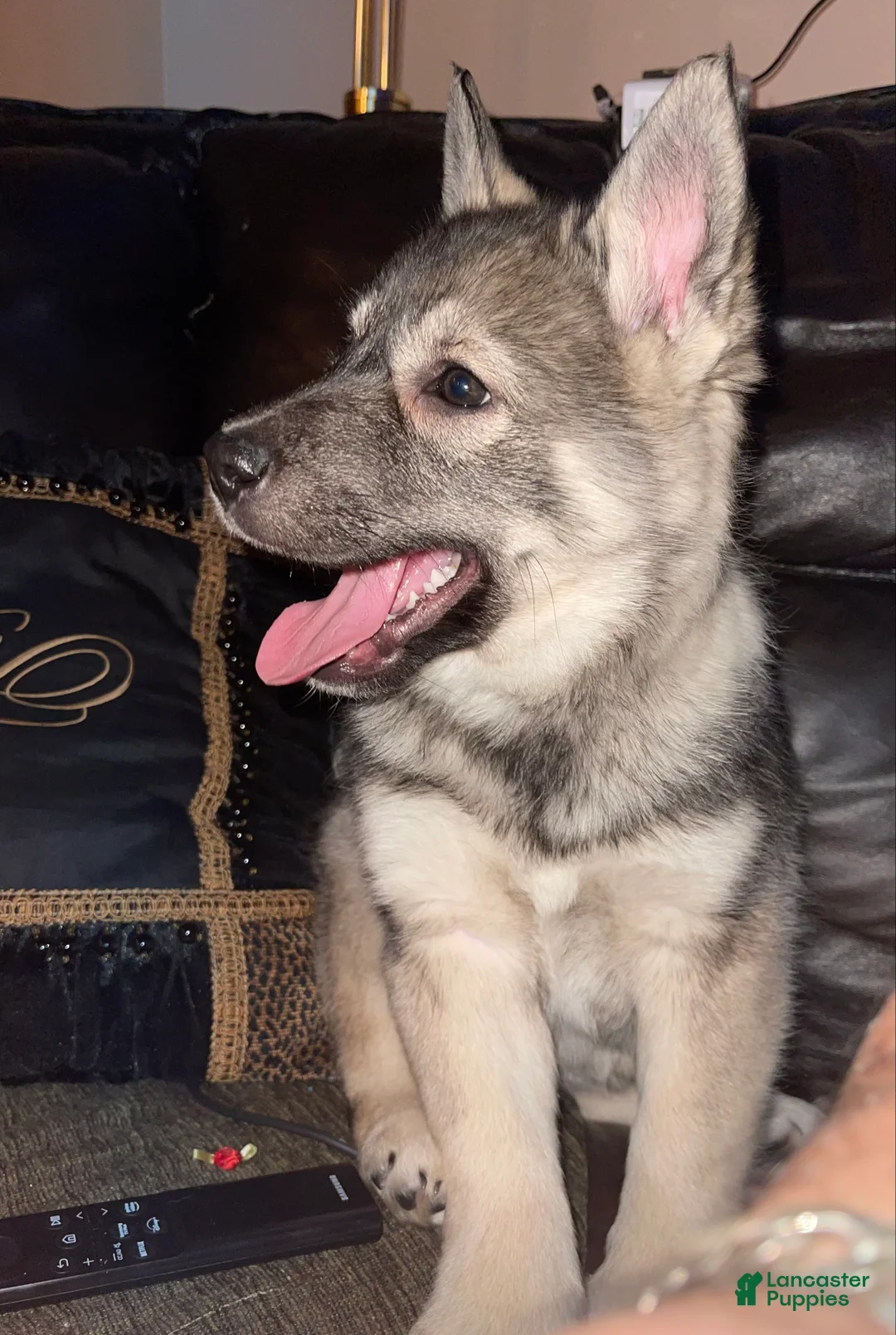 Norwegian Elkhound dogs for sale: Norwegian Elkhound Puppy 1 - Ad 3