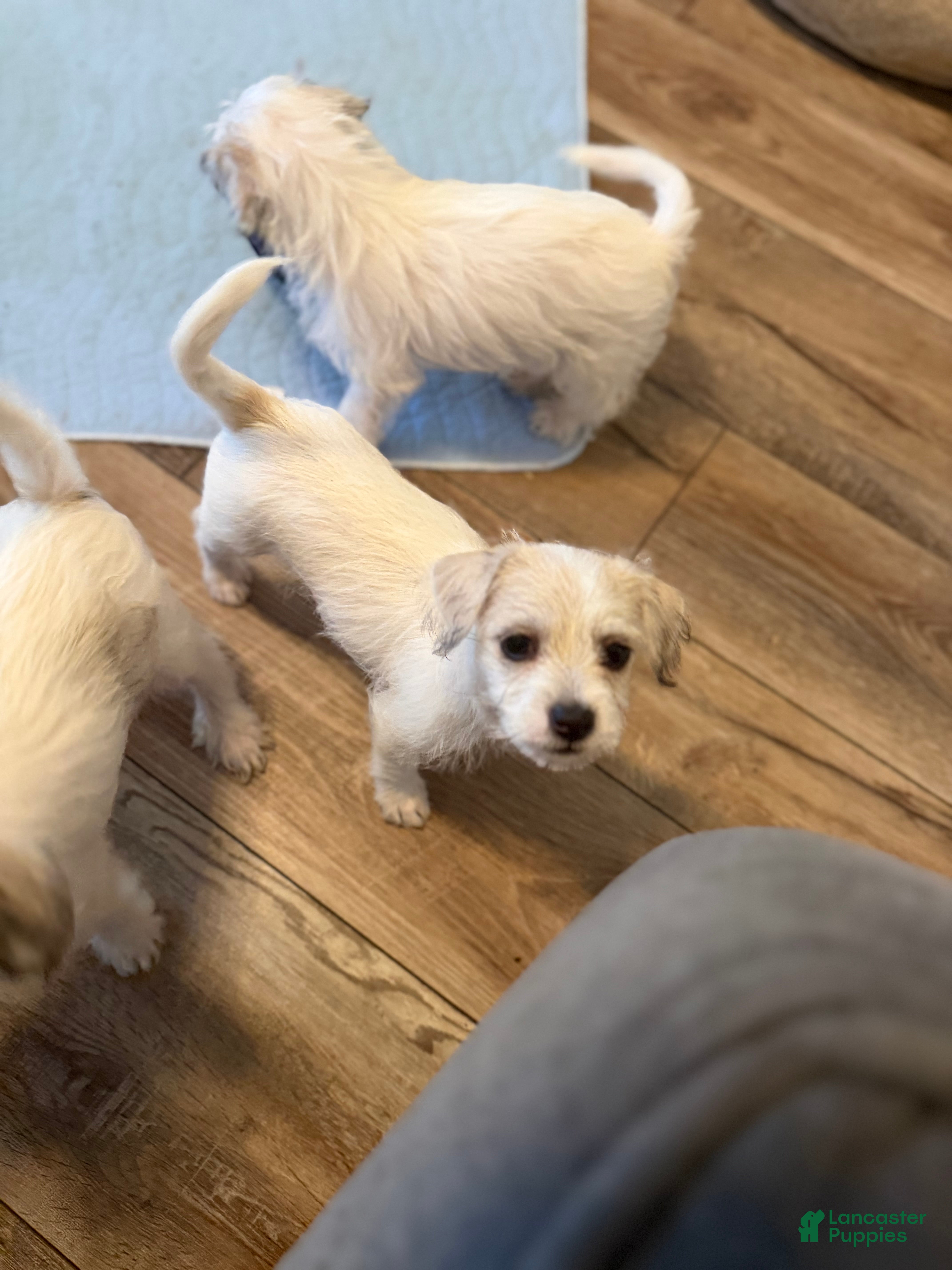 Maltipoo dogs Maltipoo 5 - Ad 1