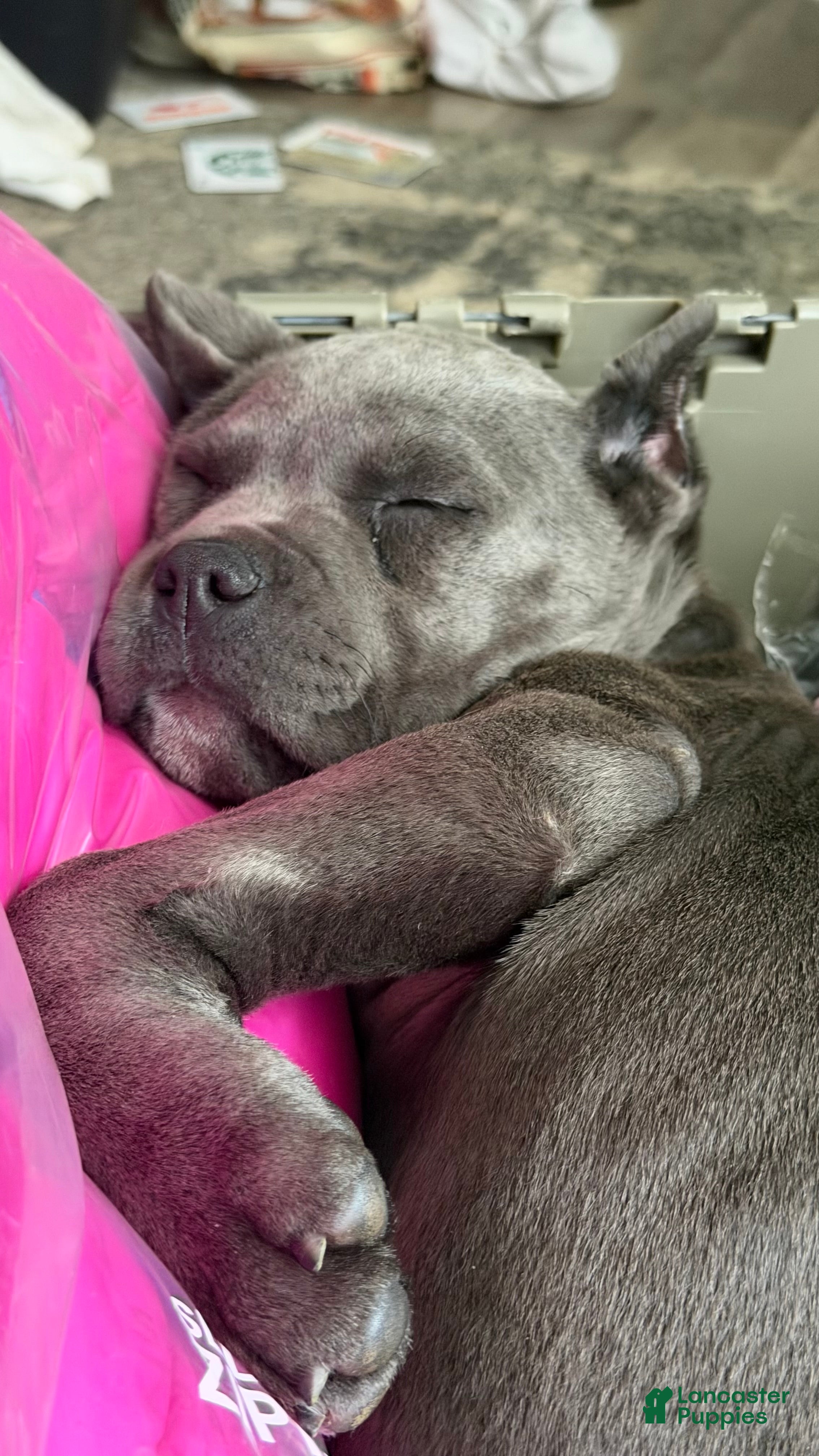 Cane Corso dogs Cane Corso Puppy 1 - Ad 5