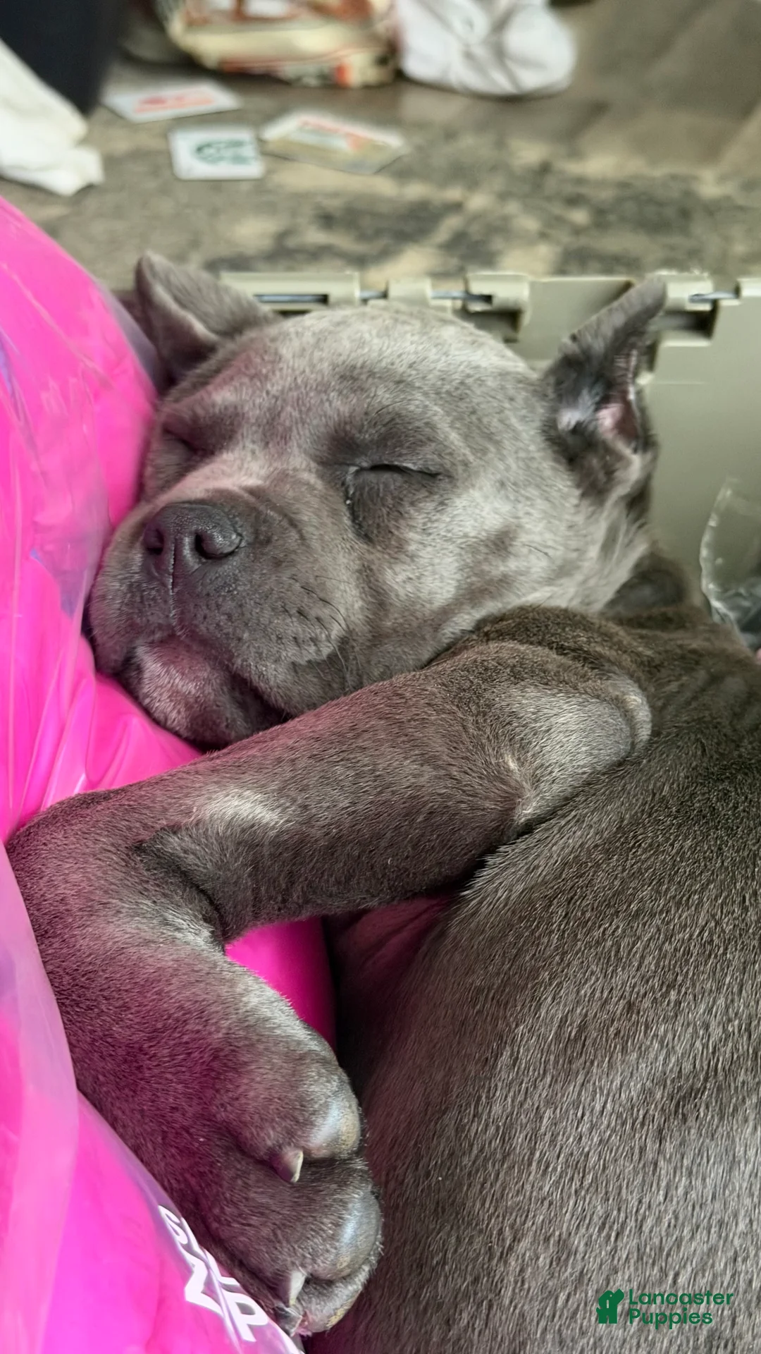 Cane Corso dogs for sale: Cane Corso Puppy 1 - Ad 1