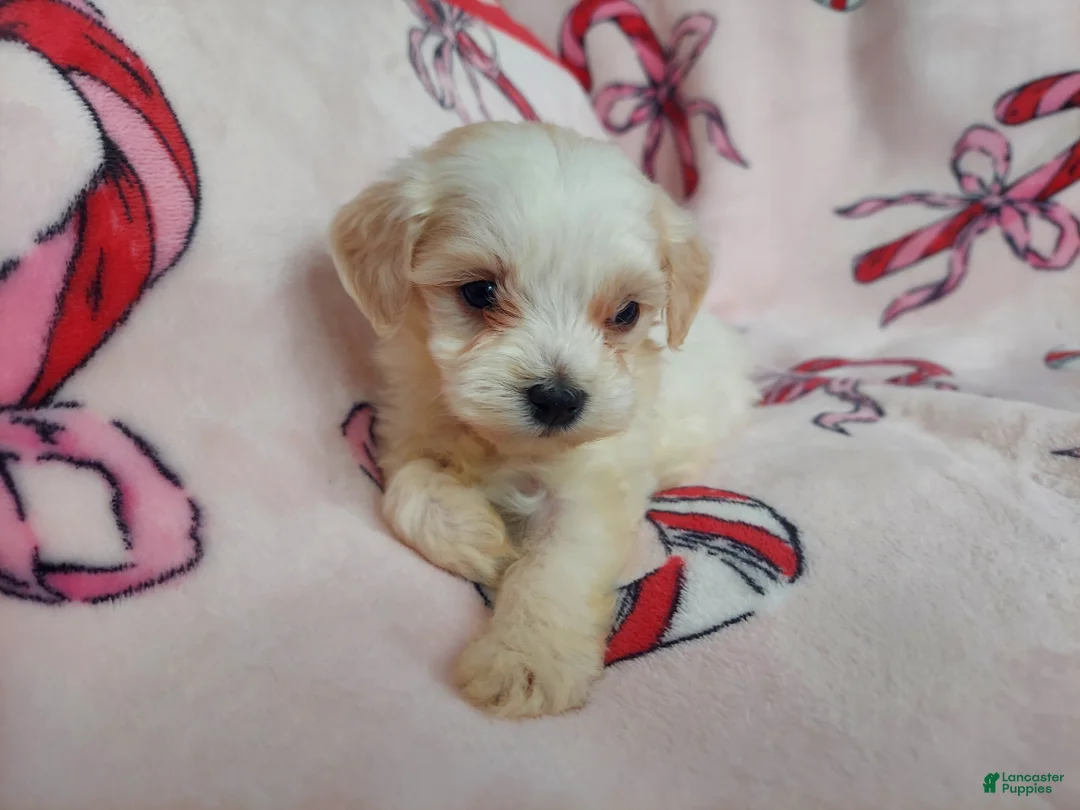 Maltipoo dogs for sale: Ophelia---Maltipoo, in home raised, non-shedding - Ad 4