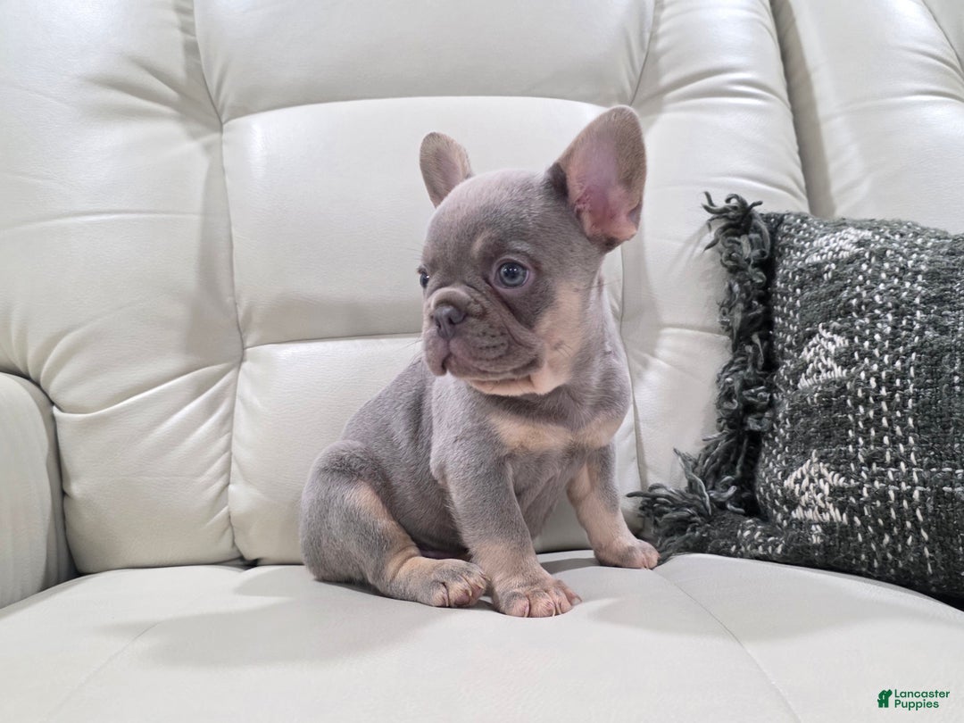 French Bulldog dogs for sale: Kane - Ad 7