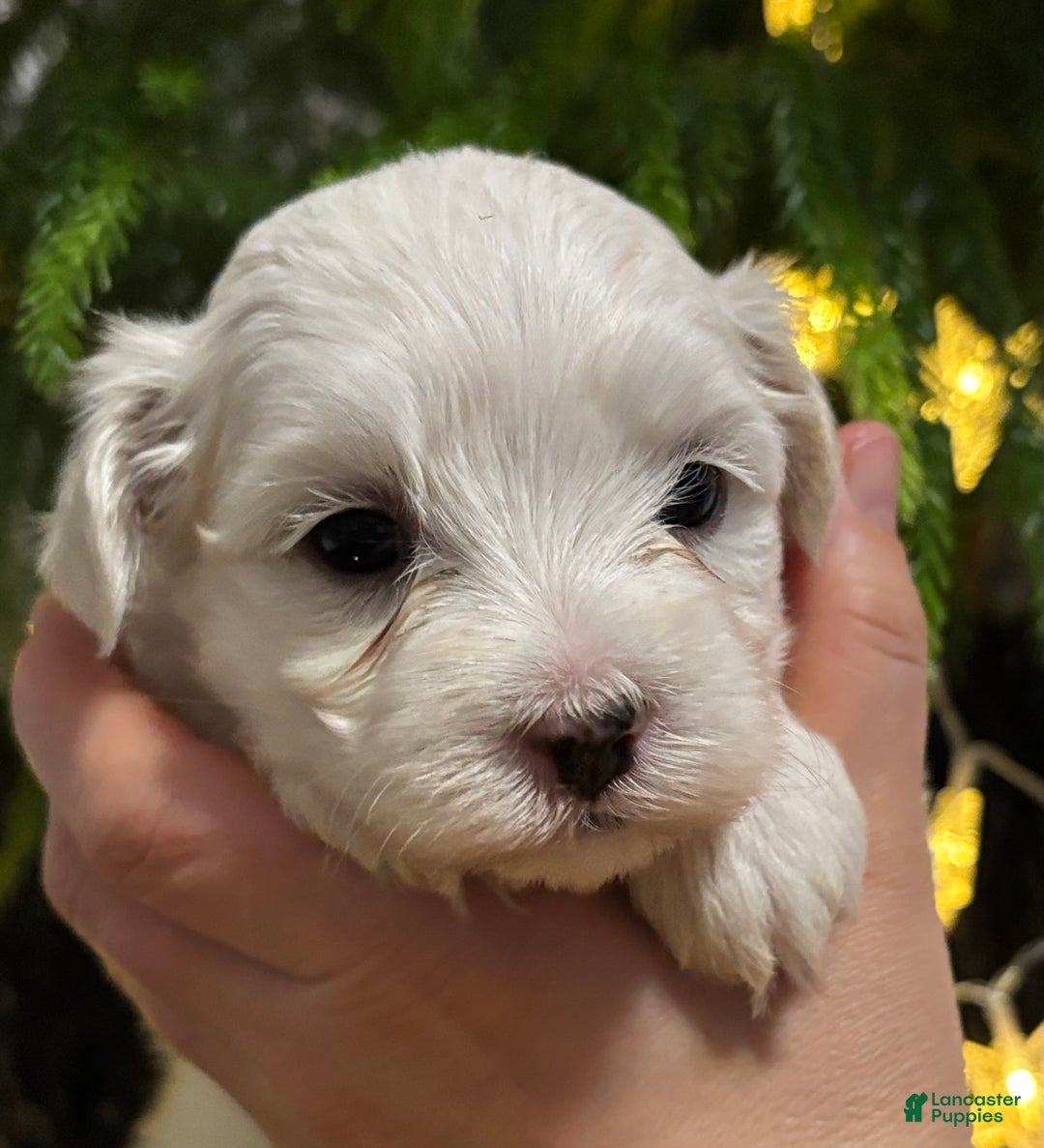 Maltese dogs for sale: Cody - Ad 12