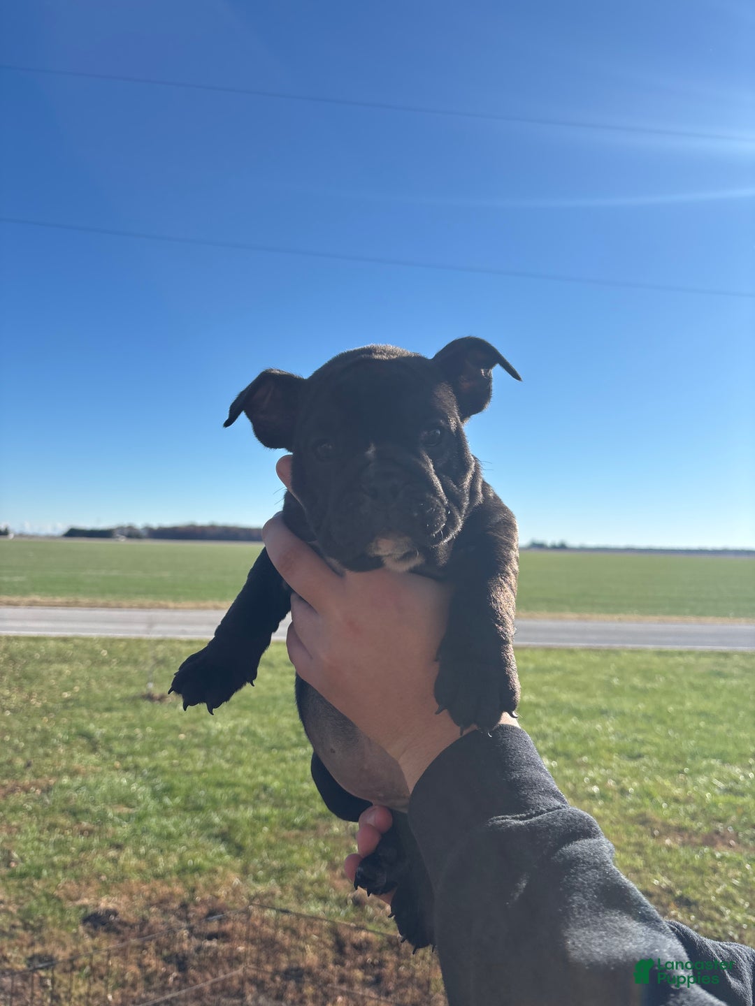 English Bulldog dogs for sale: Angus - Ad 2