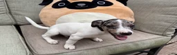 Jack Russell Terrier dogs for sale: Bluey - Ad 3