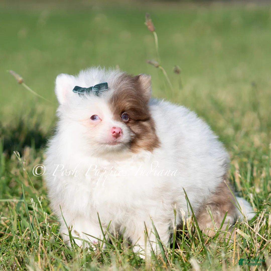 Pomeranian dogs for sale: Boo AKC - Ad 2