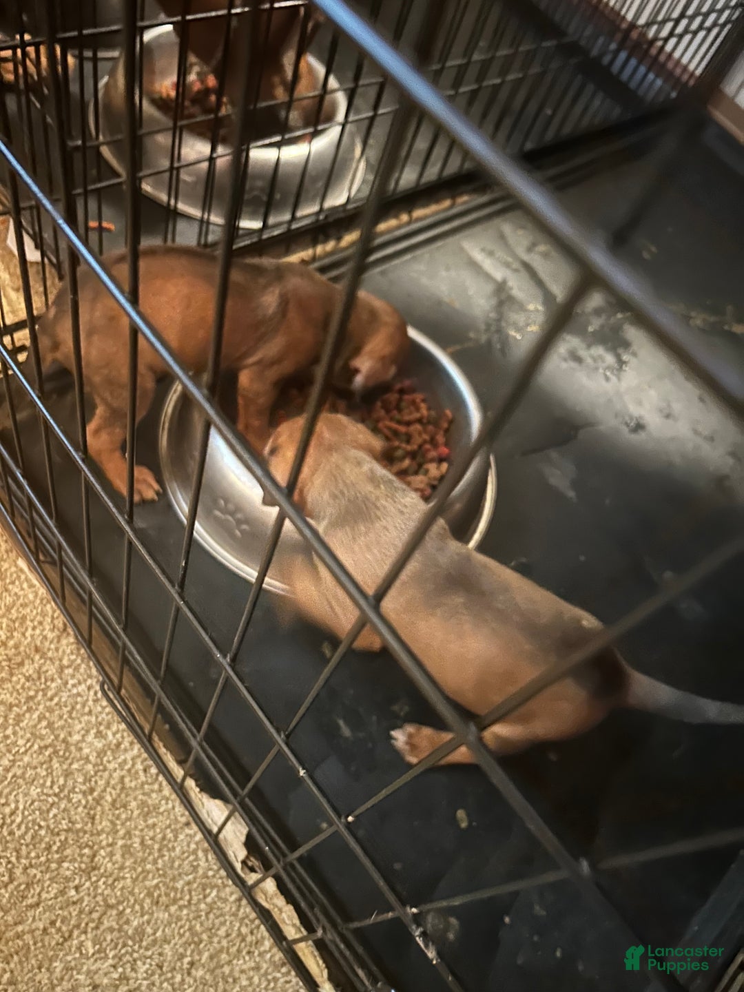 Rhodesian Ridgeback dogs for sale: Rhodesian Ridgeback Puppy 8 - Ad 1