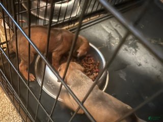 Rhodesian Ridgeback dogs Rhodesian Ridgeback Puppy 8 - Ad 20