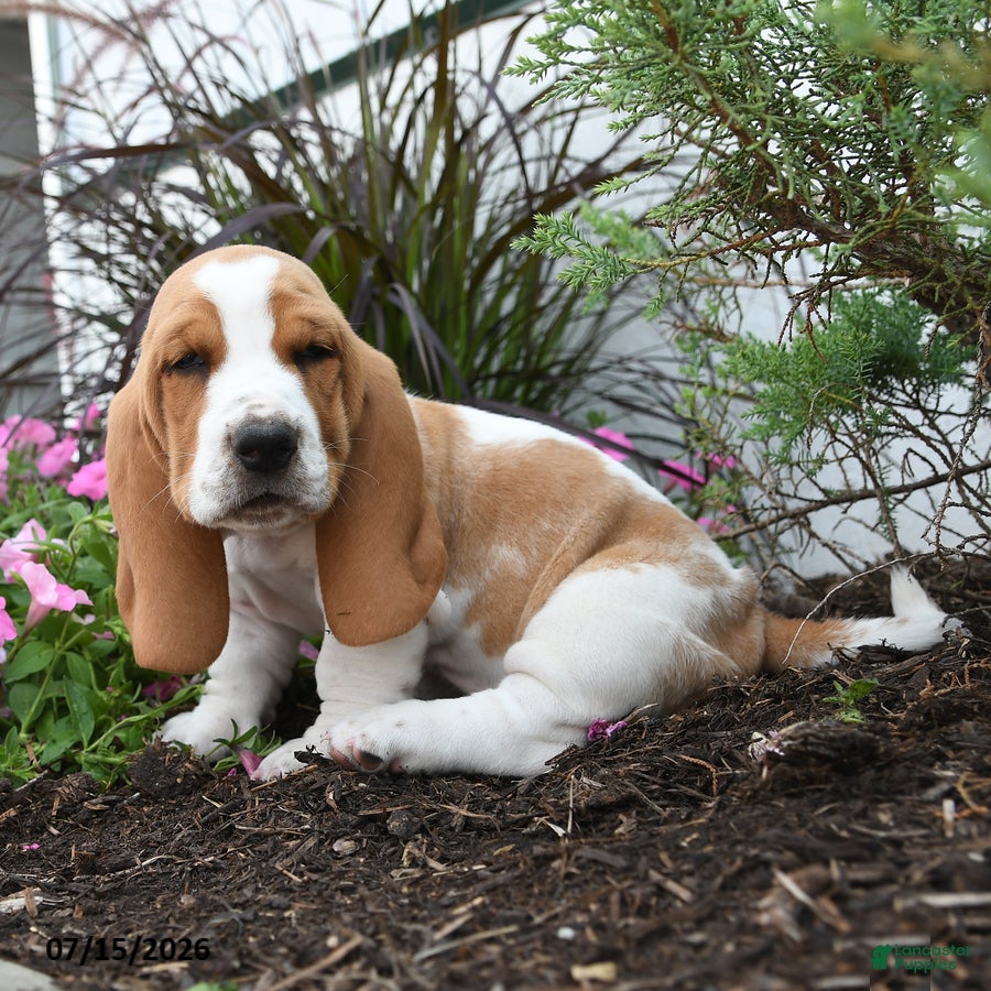 Basset Hound dogs Oscar - Ad 1