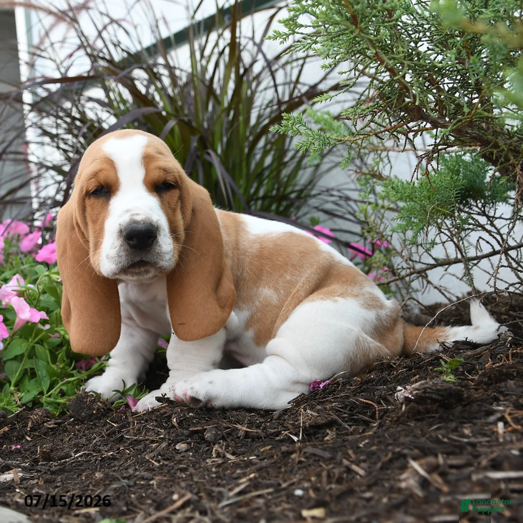 Basset Hound dogs for sale: Oscar - Ad 1