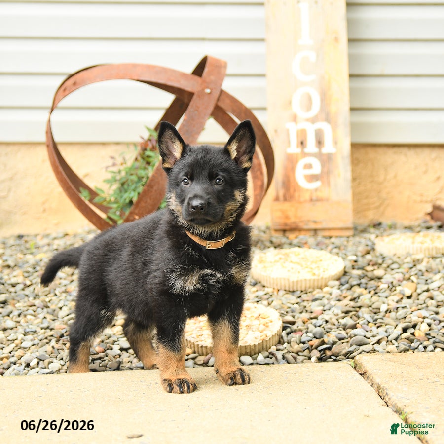 German Shepherd dogs Leslie - Ad 2