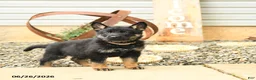 German Shepherd dogs for sale: Leslie - Ad 2