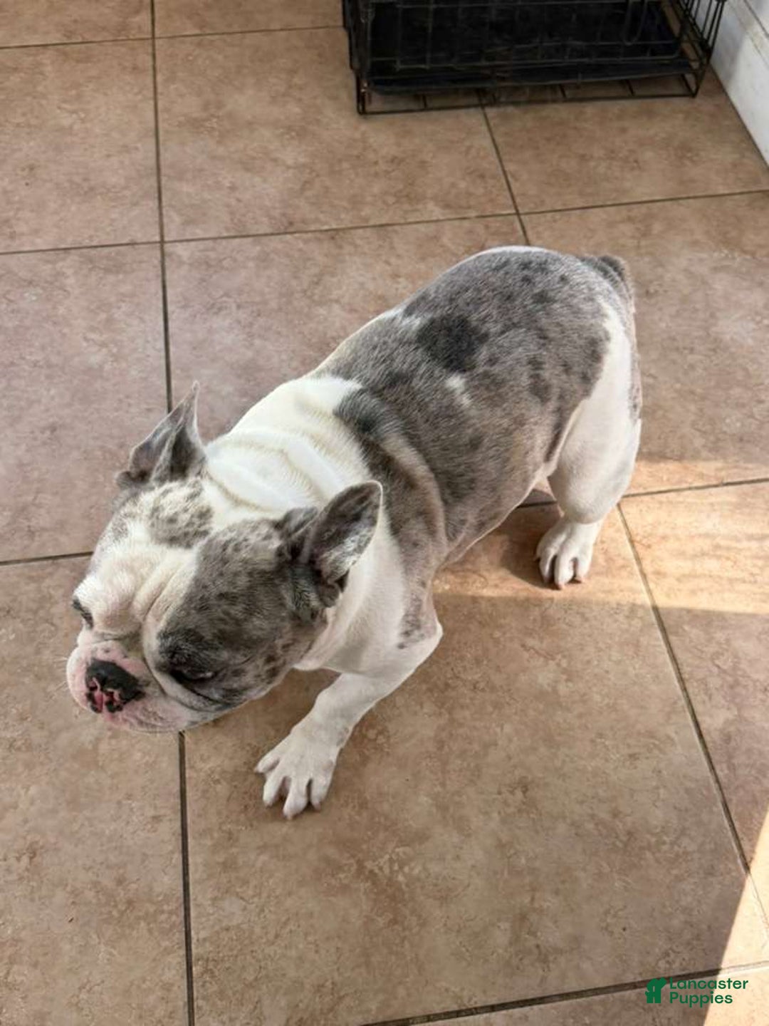 French Bulldog dogs for sale: Fluffy French Bulldog - Ad 8