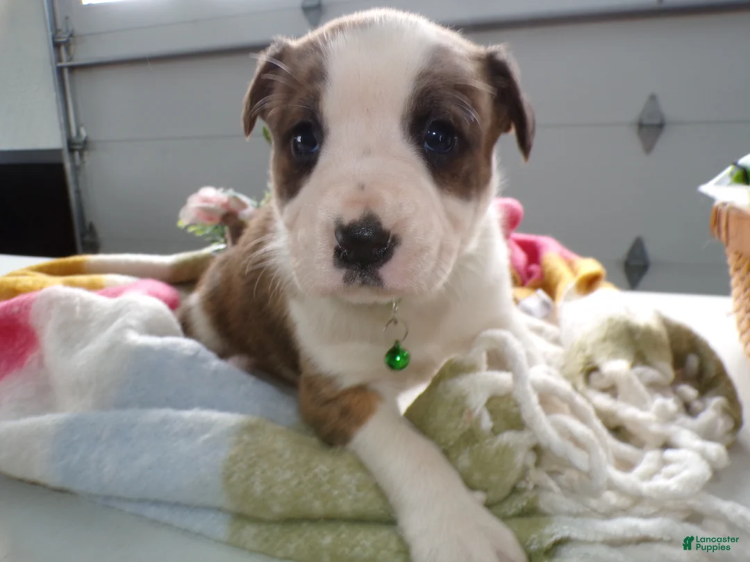 Boxer dogs for sale: Boxer Puppy 2 Buster - Ad 3