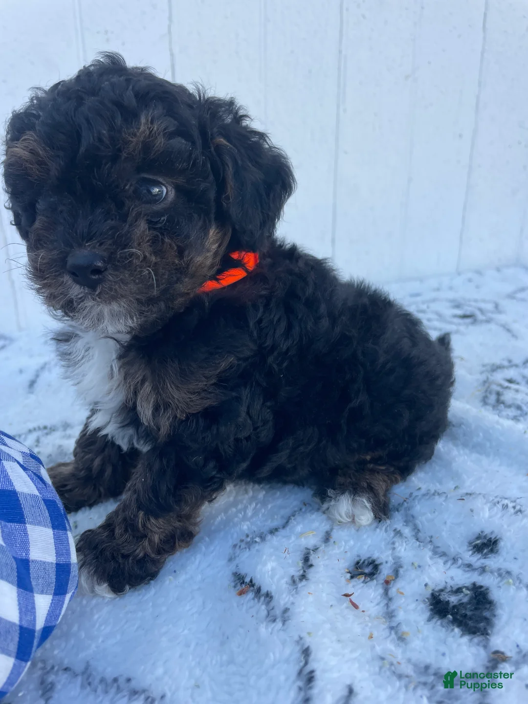 Yorkiepoo dogs for sale: Dylan - Ad 2