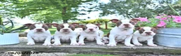 Boston Terrier dogs for sale: King - Ad 5