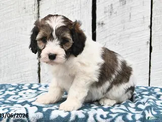 Cockapoo dogs for sale: Lucy - Ad 4