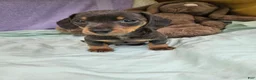 Dachshund dogs for sale: Jodi - Ad 2