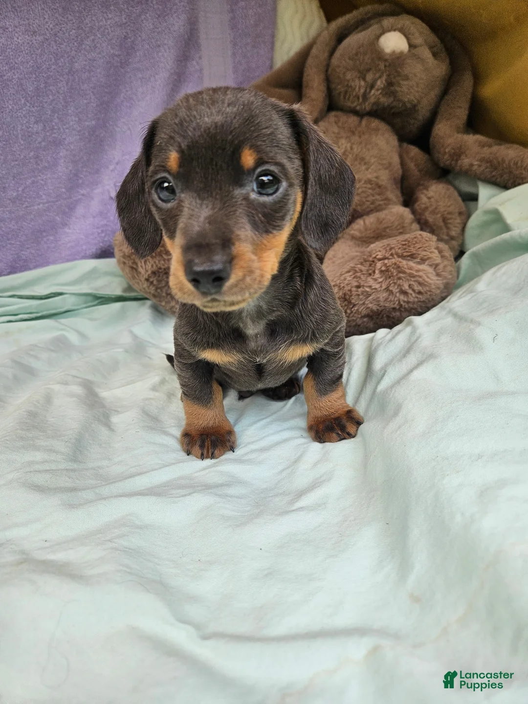 Dachshund dogs for sale: Jodi - Ad 2