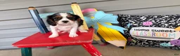 Cavalier King Charles Spaniel dogs for sale: Scamper - Ad 3