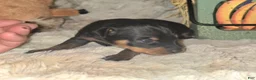 Miniature Pinscher dogs for sale: George  - Ad 4