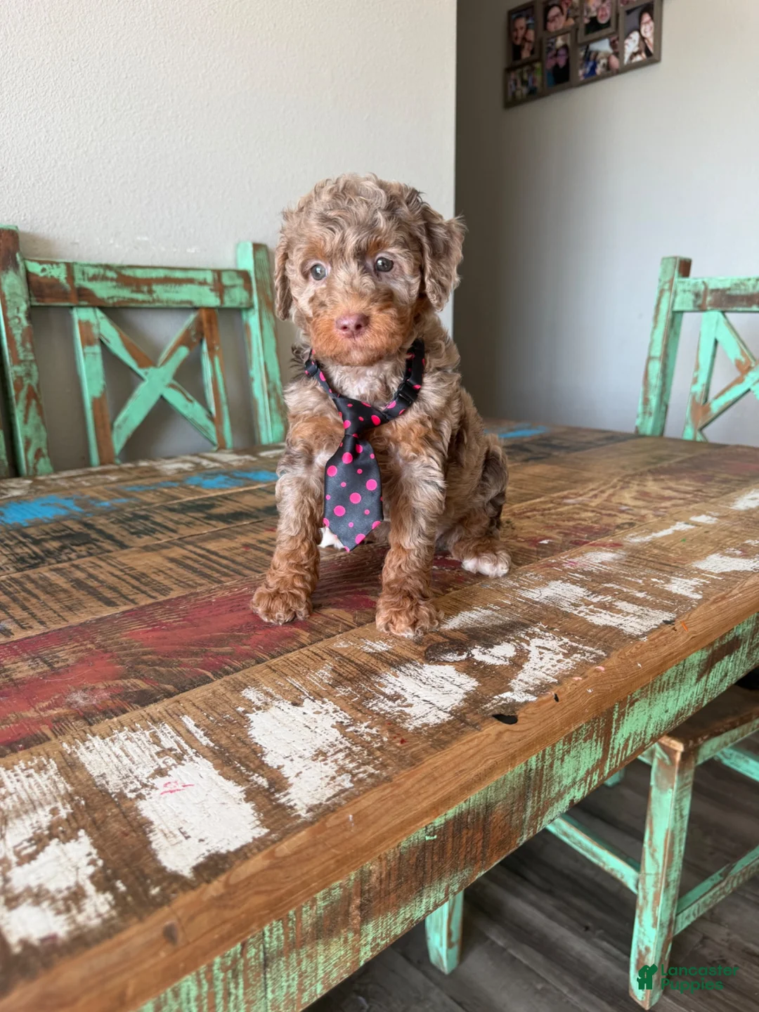 Miniature Poodle dogs for sale: Akc Clear Choc Merle Phantom Black Tie - Ad 2