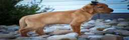 Labrador Retriever dogs for sale: NORMAN - Ad 4