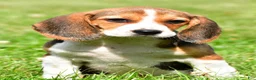 Beagle dogs for sale: Cassandra - Ad 1
