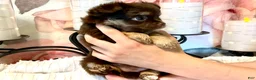 Chihuahua dogs for sale: Cherub - Ad 4