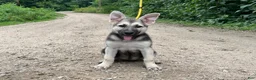 German Shepherd dogs for sale: Sandy - Ad 3
