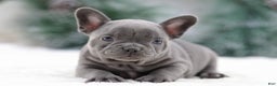 French Bulldog dogs for sale: Taffy - Ad 3