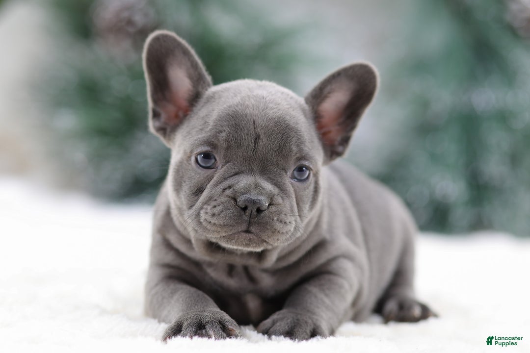 French Bulldog dogs for sale: Taffy - Ad 3