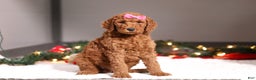 Standard Poodle dogs for sale: Lainey - Ad 3