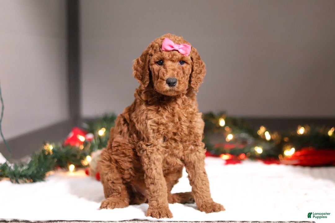Standard Poodle dogs for sale: Lainey - Ad 3