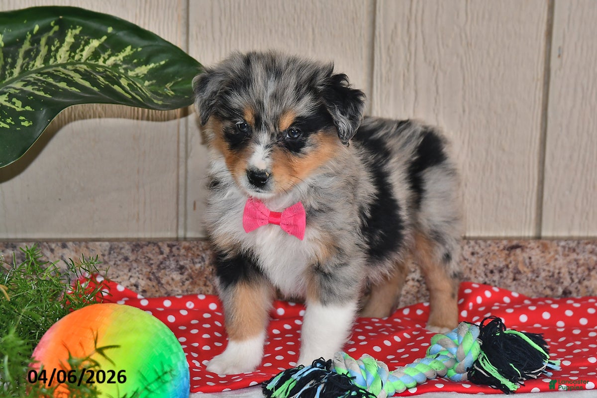 Australian Shepherd dogs Freckles - Ad 2