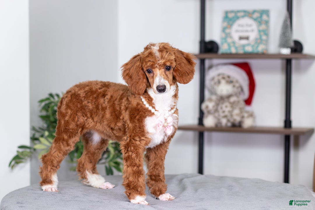Toy Poodle dogs for sale: Waverly - Ad 4