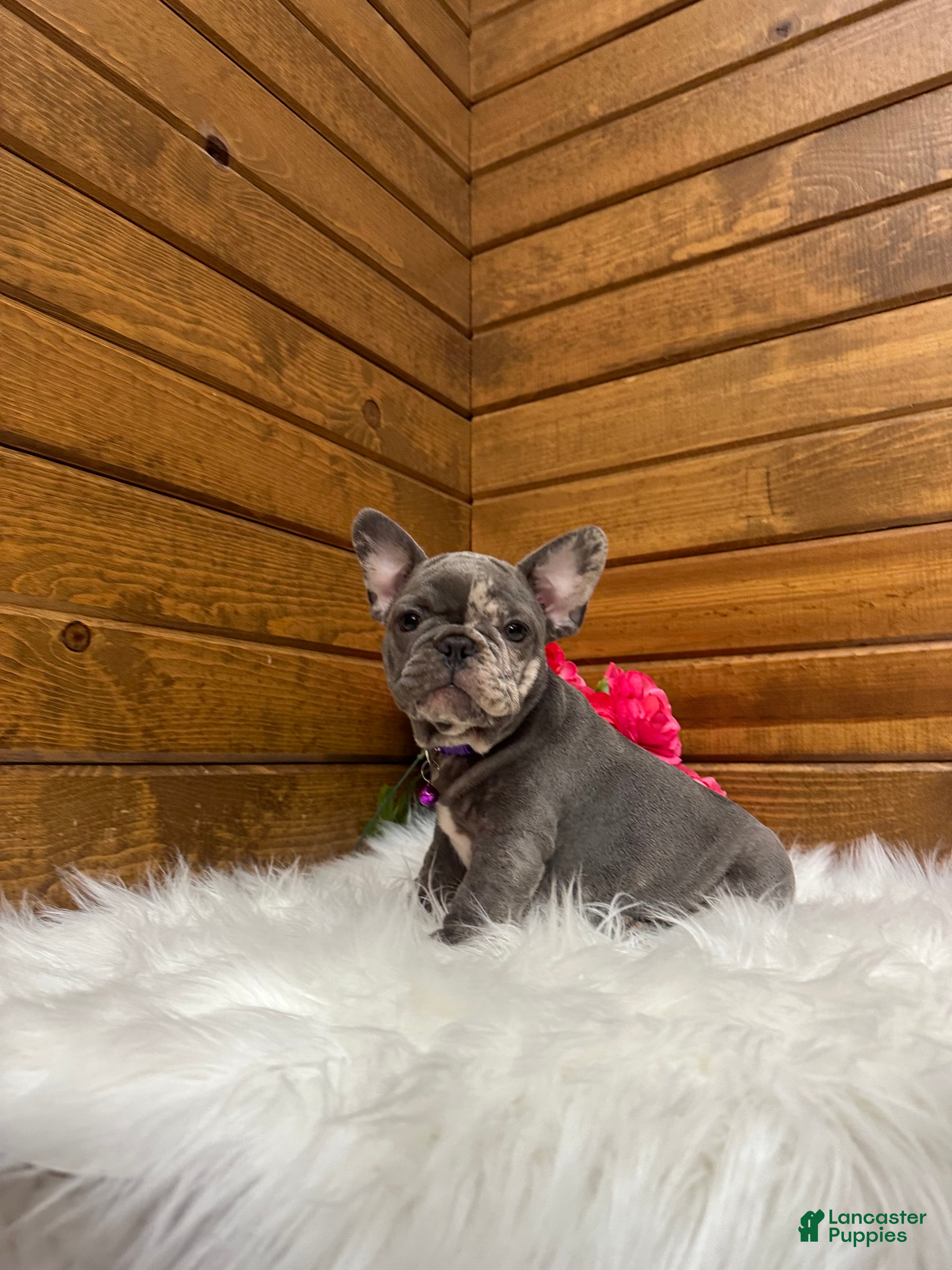 French Bulldog dogs for sale: Zandra - Ad 1