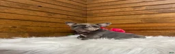French Bulldog dogs for sale: Zandra - Ad 1