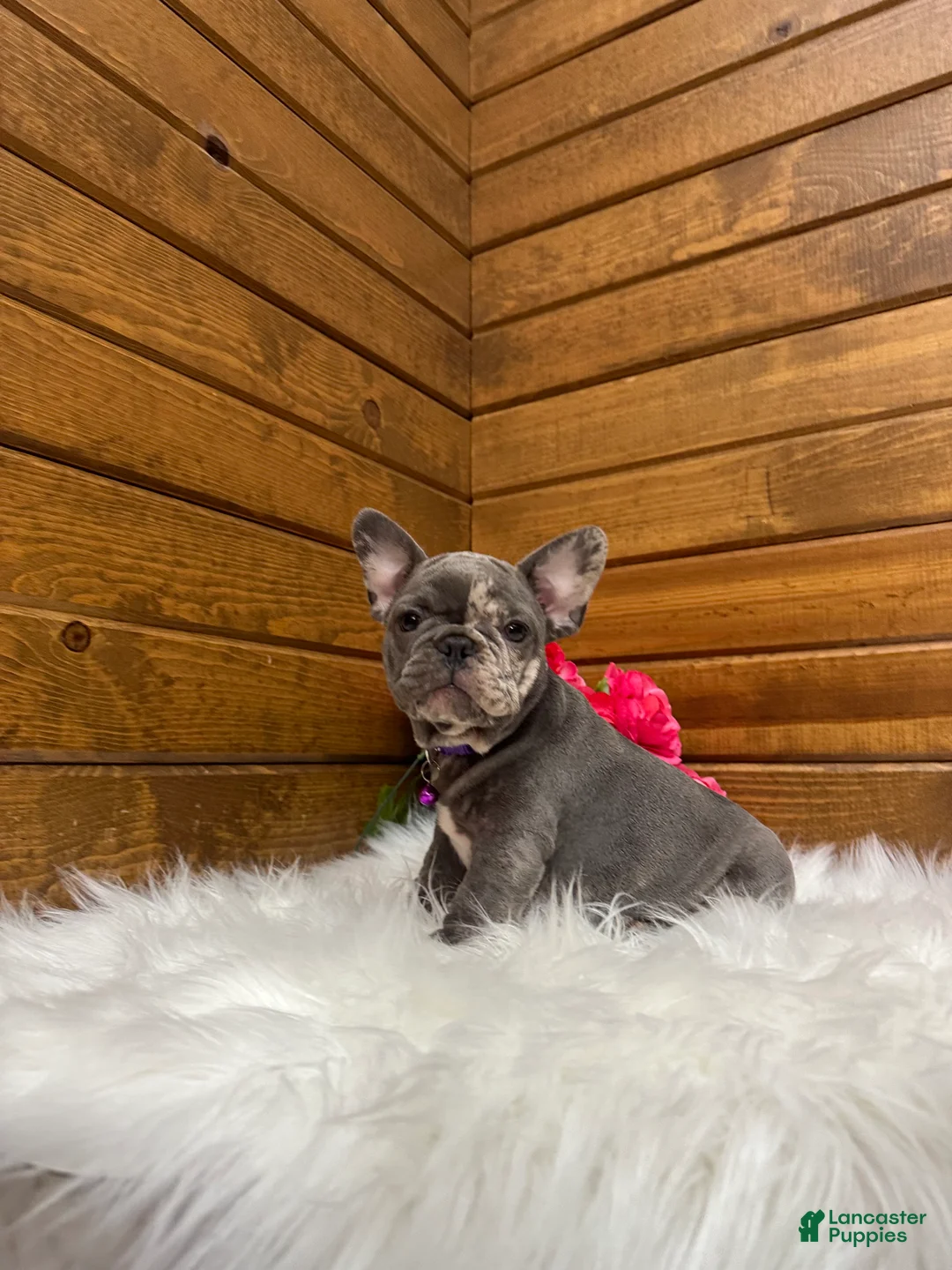 French Bulldog dogs for sale: Zandra - Ad 1