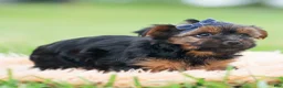 Yorkshire Terrier dogs for sale: Bugatti - Ad 6