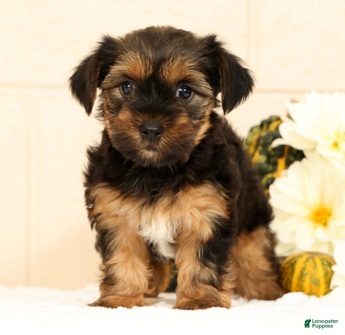 Yorkshire Terrier dogs Stella - Ad 1