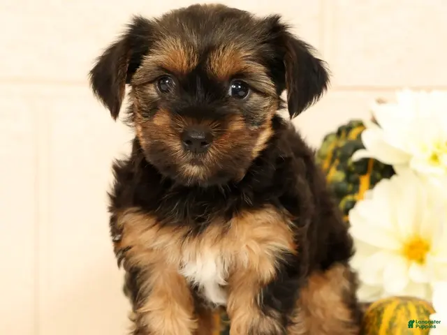 Yorkshire Terrier dogs Stella - Ad 1