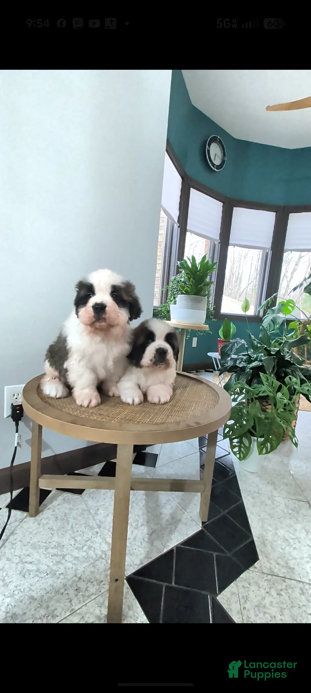 Saint Bernard dogs for sale: Buddy - Ad 6