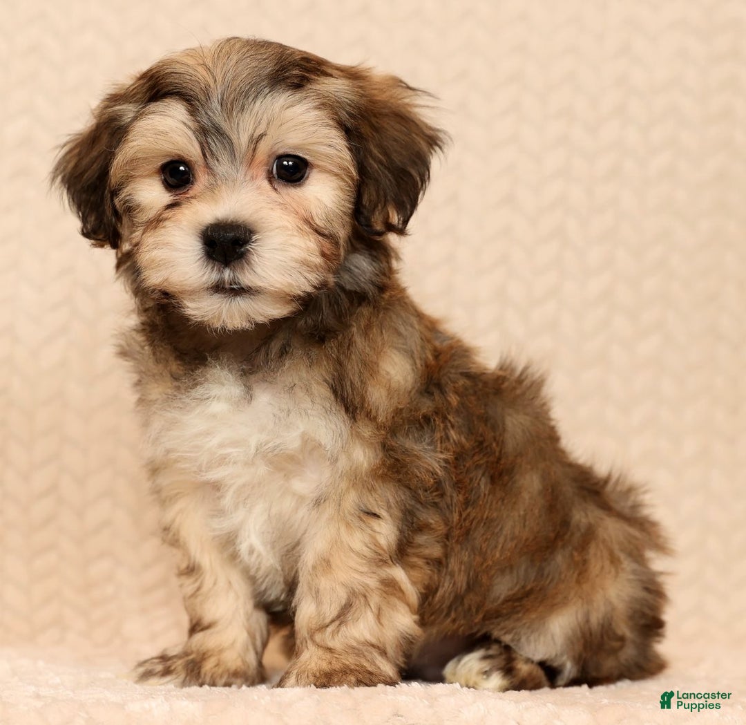 Yochon dogs for sale: Thomas - Ad 6